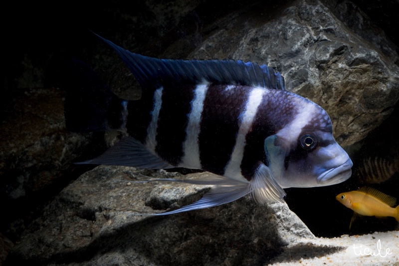 Cyphotilapia gibberosa 'Mtoto'